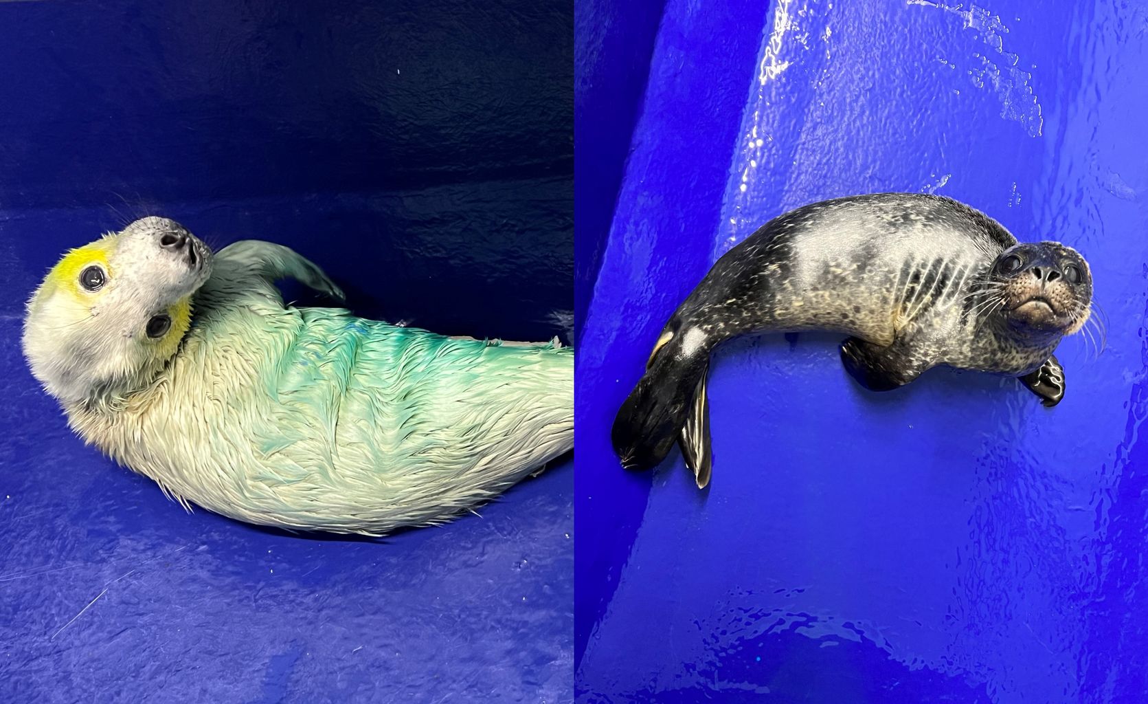two-seal-pups-rescued-by-cornish-seal-sanctuary
